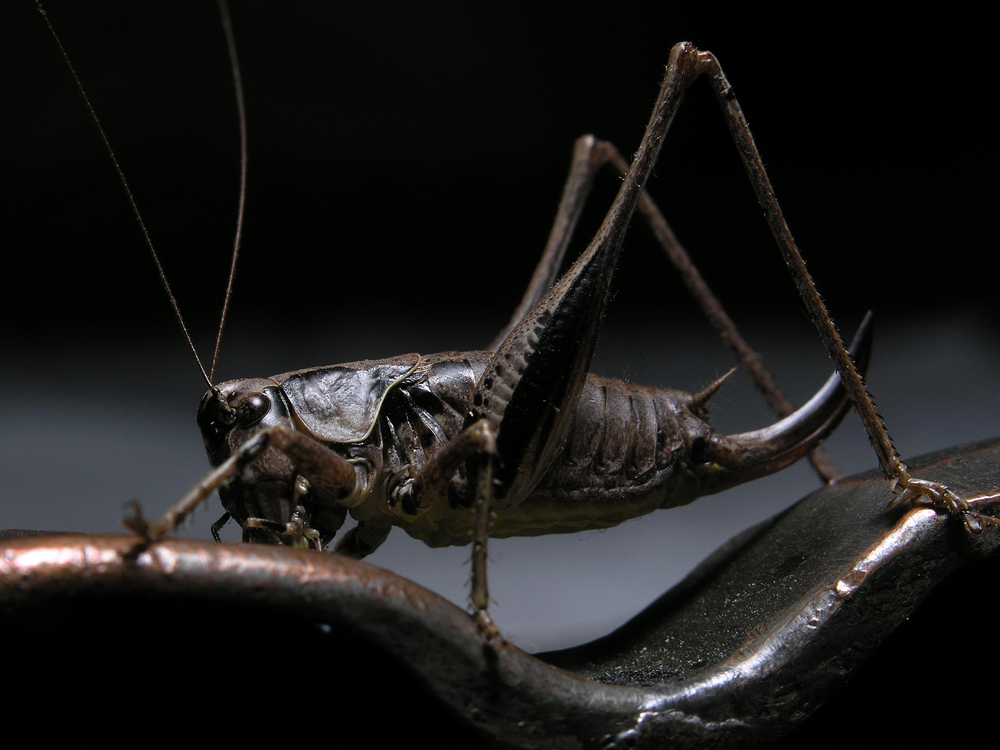 Copper Hopper