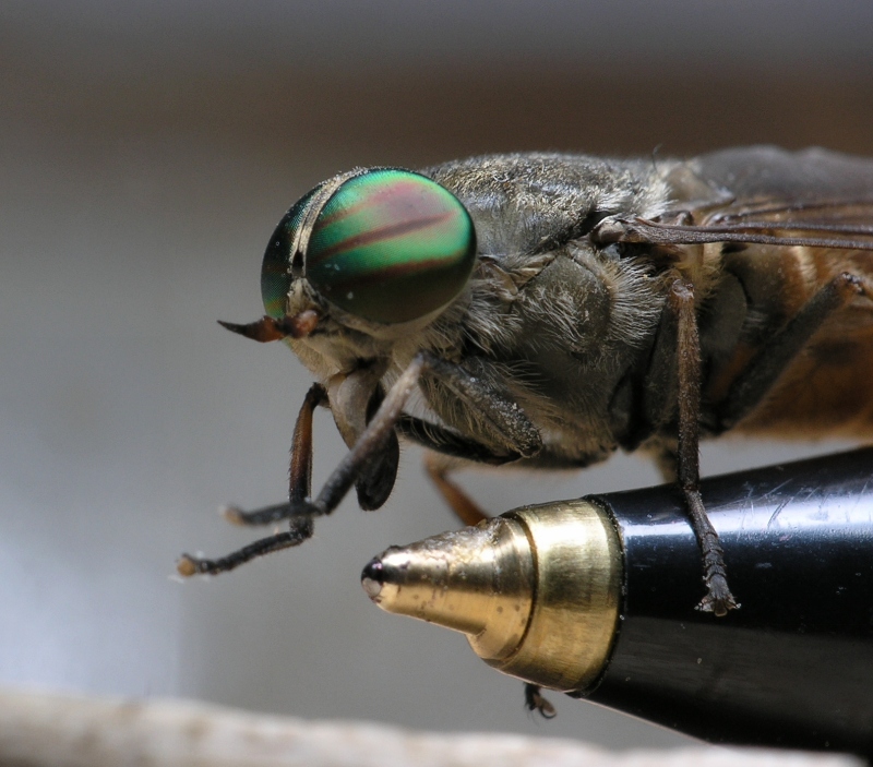 FLY on a  BIC  ball pen