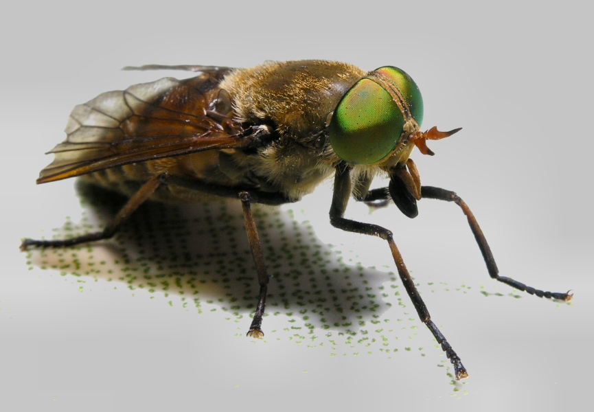 Table Fly