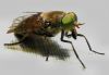 Table Fly
