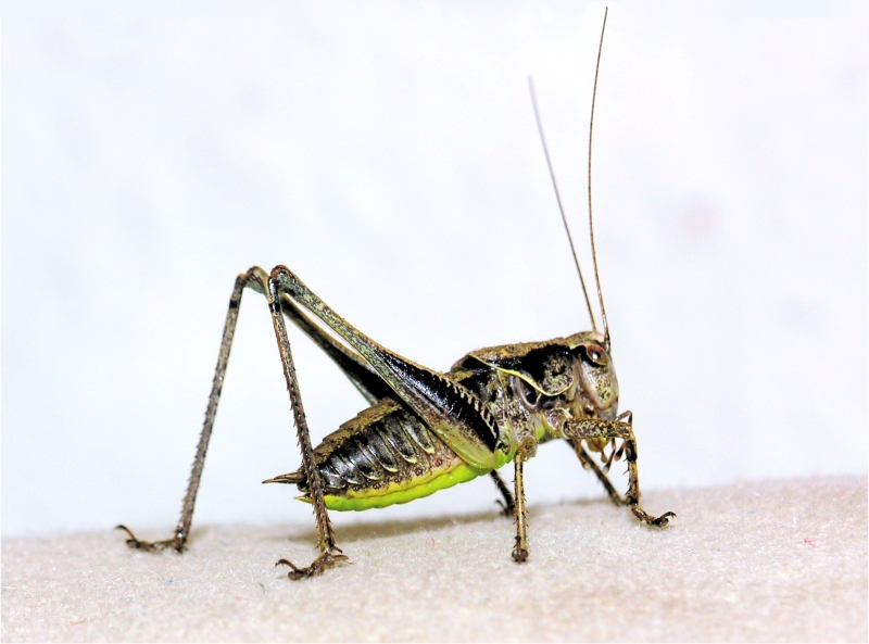 Hopper 0