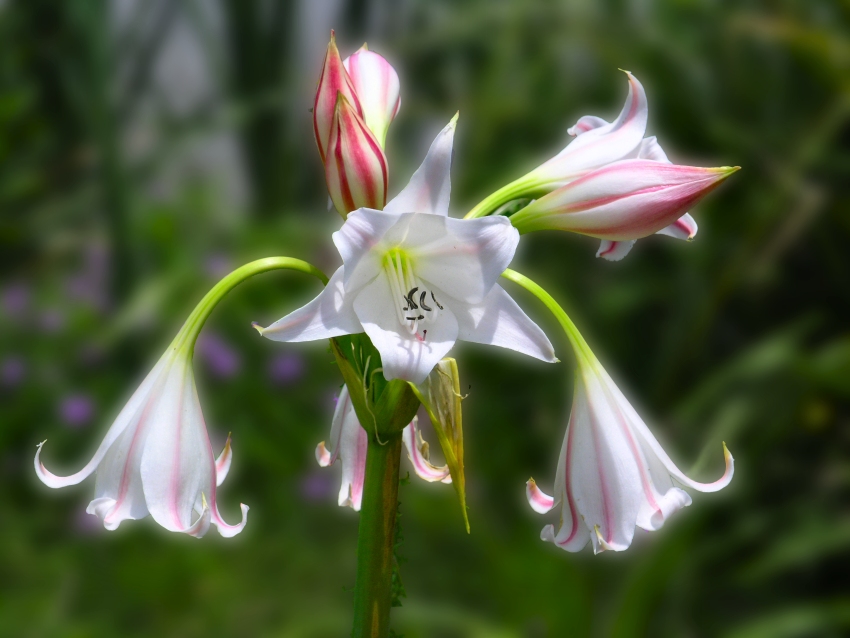 Lilly 1
