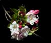 Blooming bush