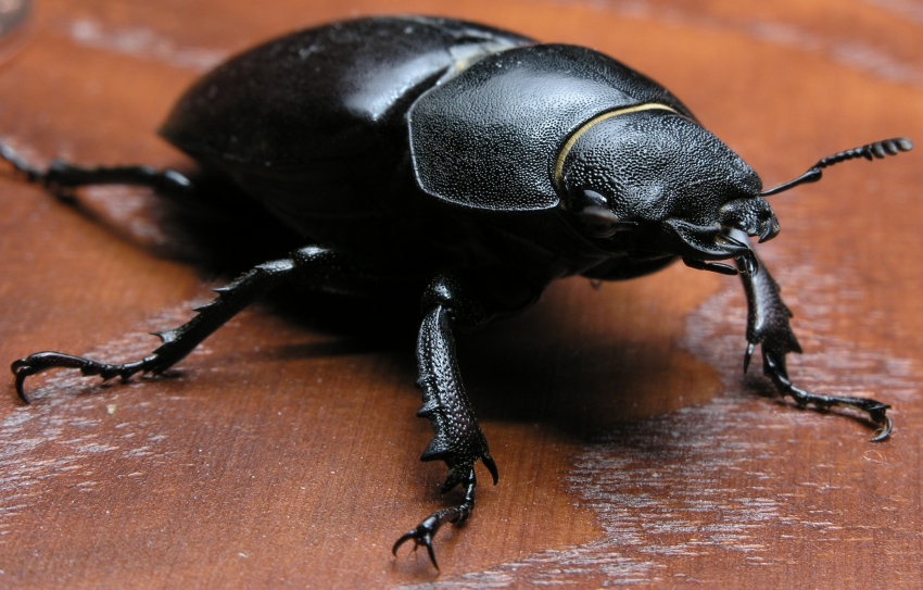 Black Beatle