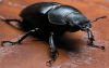Black Beatle by Dirk Guttmann