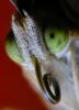 Butterfly head 1 by Dirk Guttmann