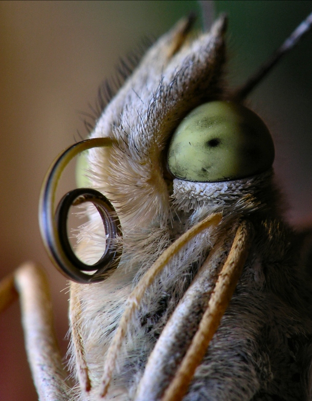 Butterfly close inspection