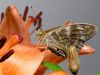 butterfly 3 by Dirk Guttmann