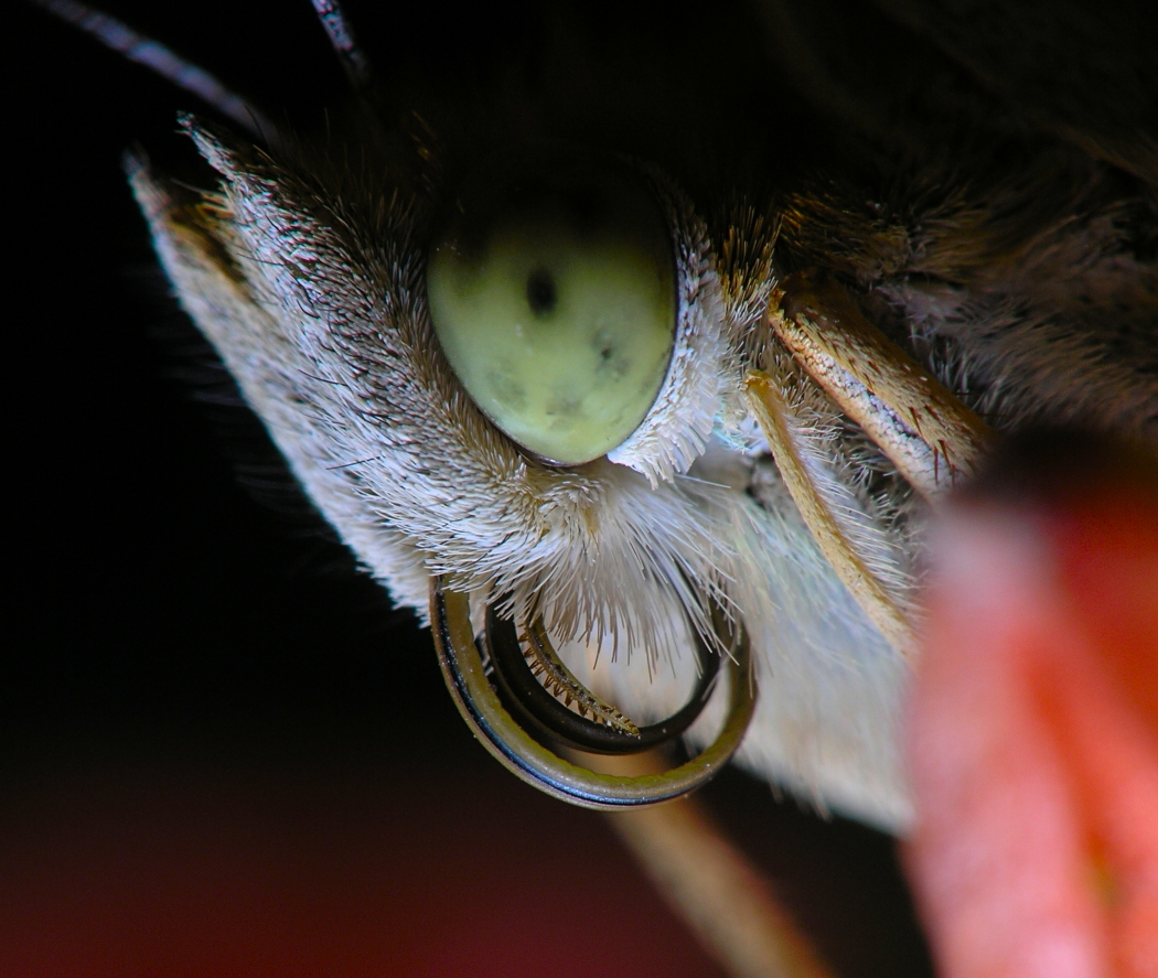 butterfly detail