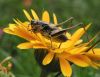 Grasshopper