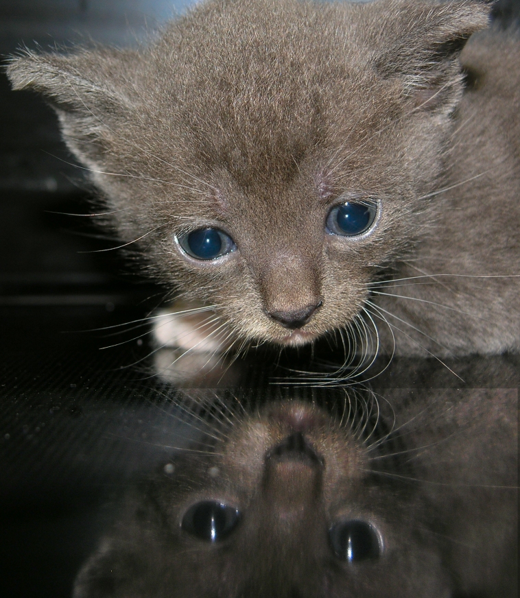 Kitten