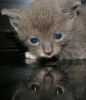 Kitten by Dirk Guttmann