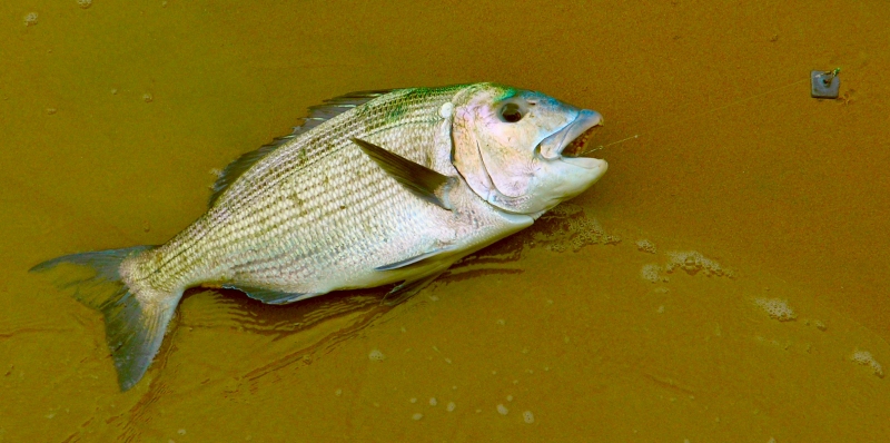 SA fish - a nice catch