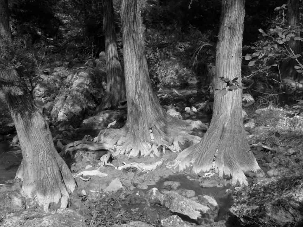 Trees