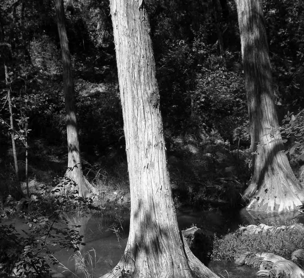 Tree reflection