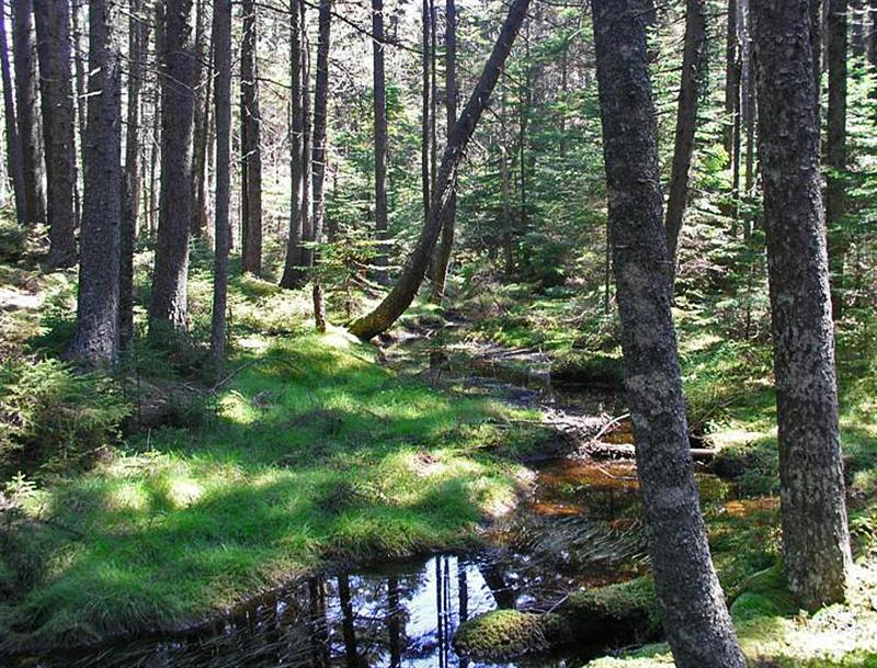 Crockett Cove Preserve