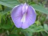 Local Flora