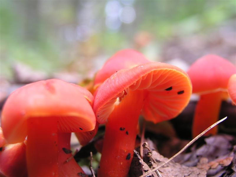 Red Shrooms