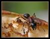 Ant