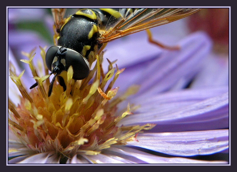 Fly or wasp?