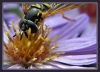 Fly or wasp?