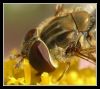 fly