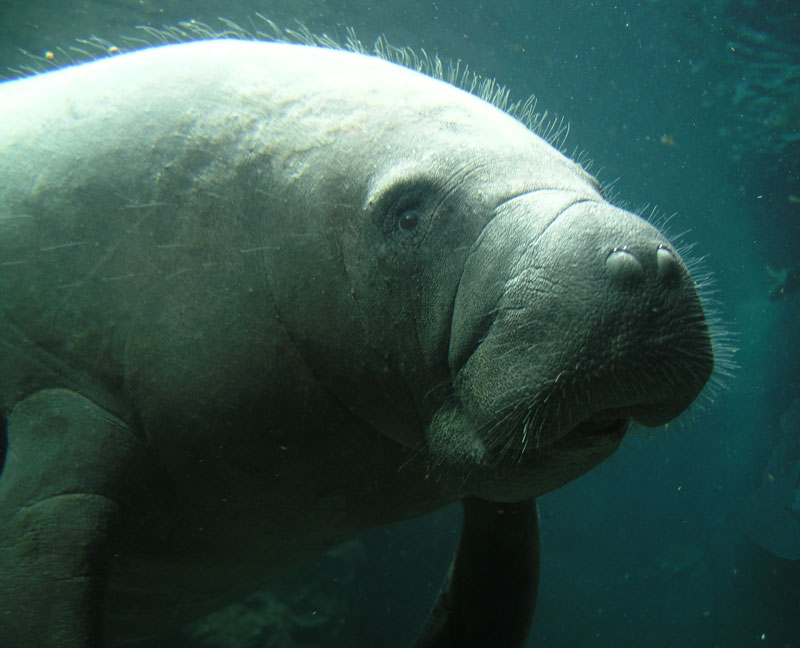 Sea Cow