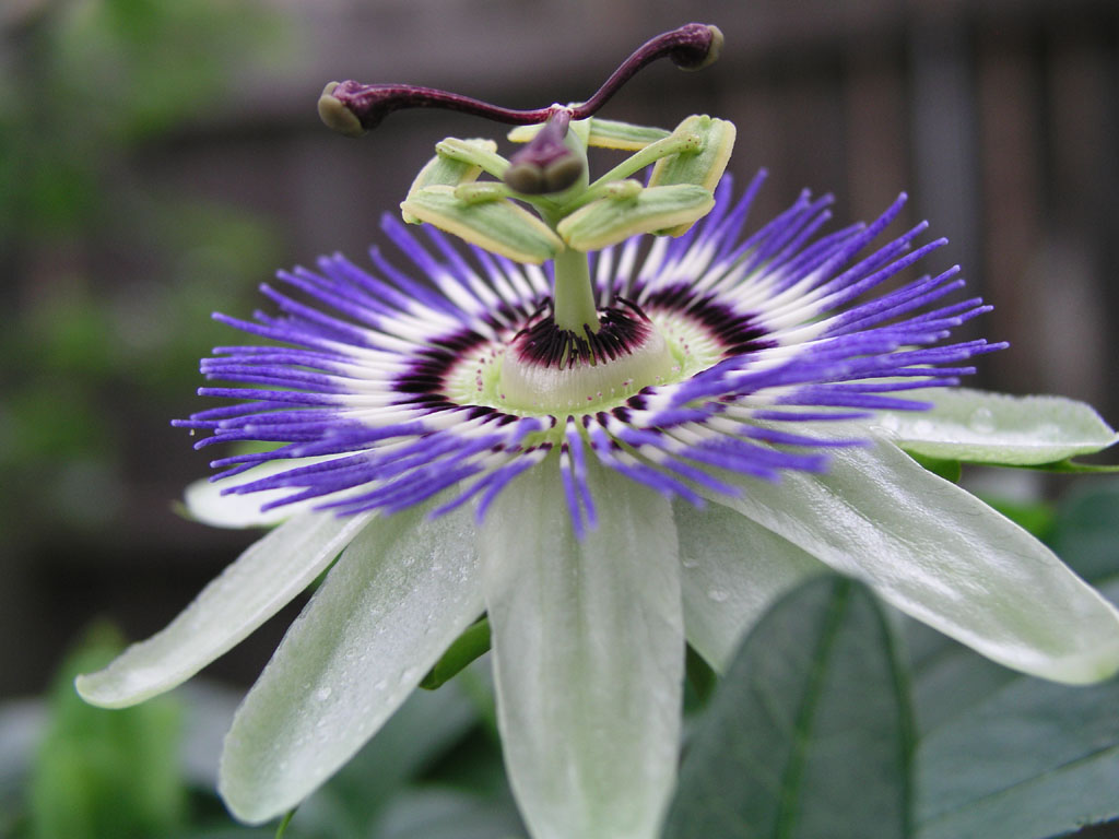 Passion Flower