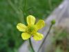 yellow weed +ant by Bill Hanks