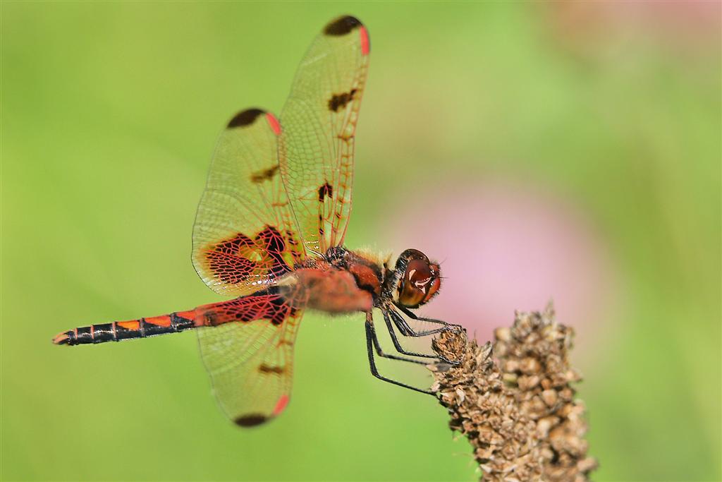 One more Dragonfly