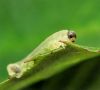 Rose Crawler