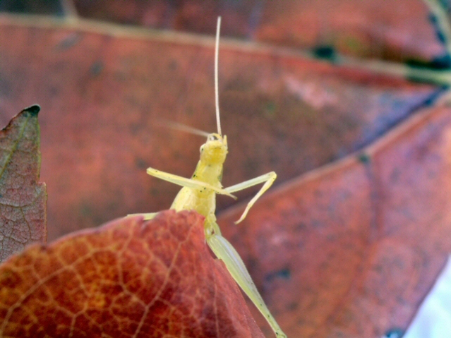 Karate cricket