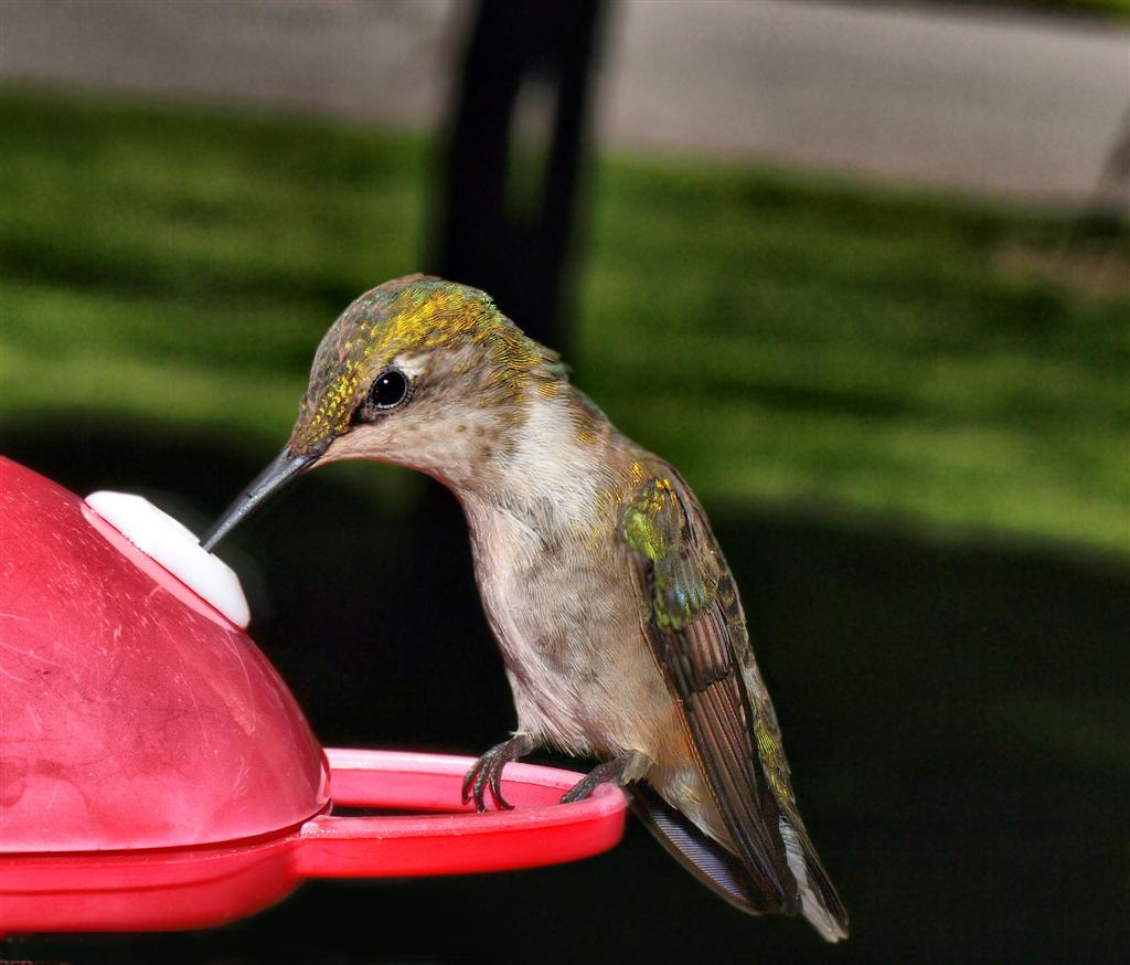 Hummer