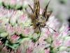 Moth