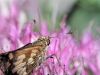 Moth 2