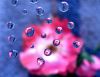 Flower Bubbles by Loren Lewis