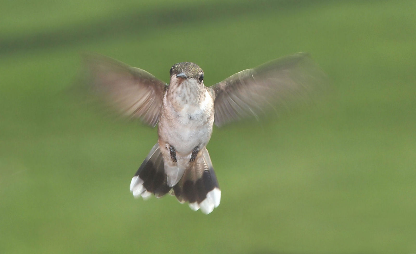 Hummingbird (3)