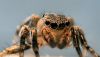 Jumping Spider - up close by Loren Lewis