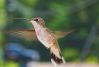 Hummingbird (2) by Loren Lewis