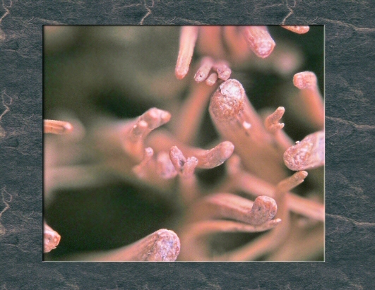 Some things are not easily recognized using +33 diopter