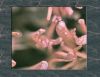 Some things are not easily recognized using +33 diopter by Loren Lewis