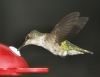 Hummingbird by Loren Lewis