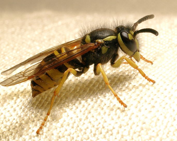Wasp