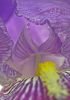 Purple Iris