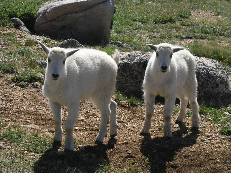 Baby Mountain Goats