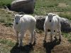 Baby Mountain Goats