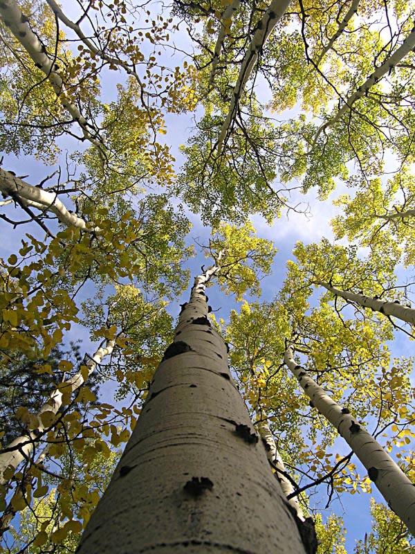 Up the Aspen