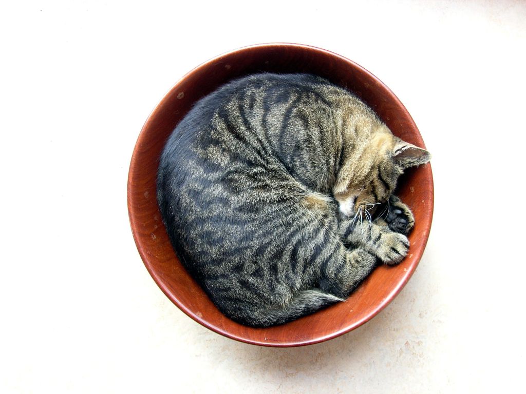 Perfect Cat