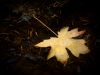 Fallen by Glenn Higgs