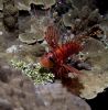 Lionfish Hunting 2 by Katrina Adams